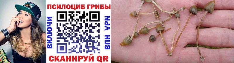 как найти наркотики  Циолковский  Галлюциногенные грибы мицелий 
